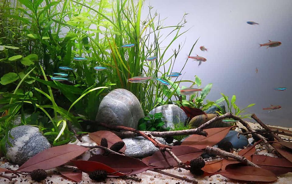Acquario Zen