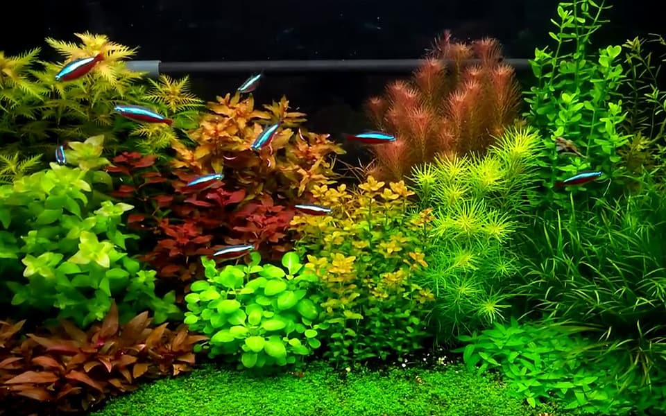 Acquario olandese