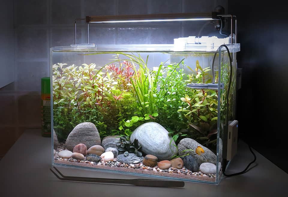 Allestimento acquario