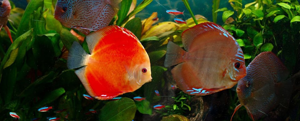 Discus stendker