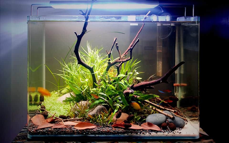 Foglie di catappa in acquario