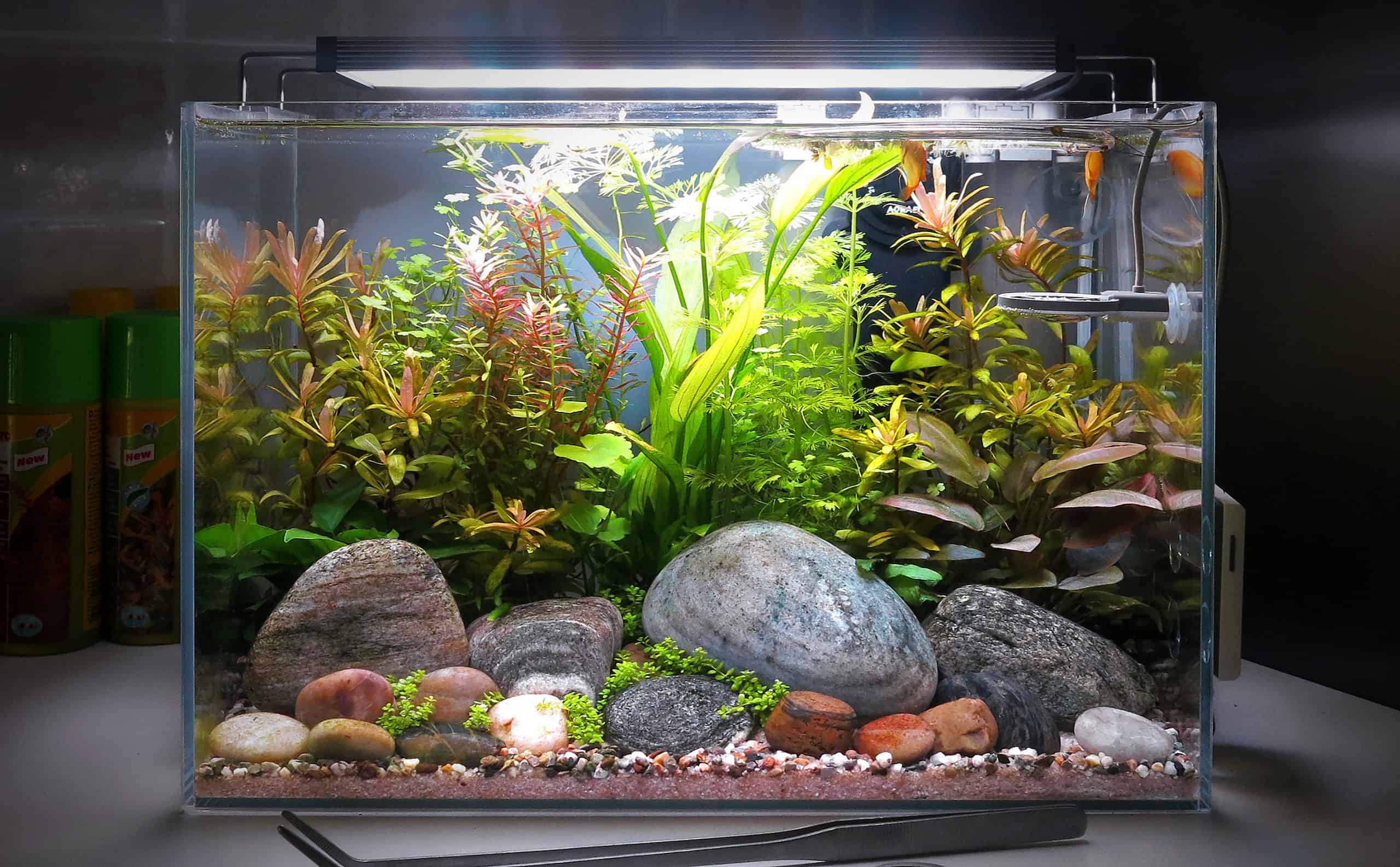 Piccolo acquario olandese