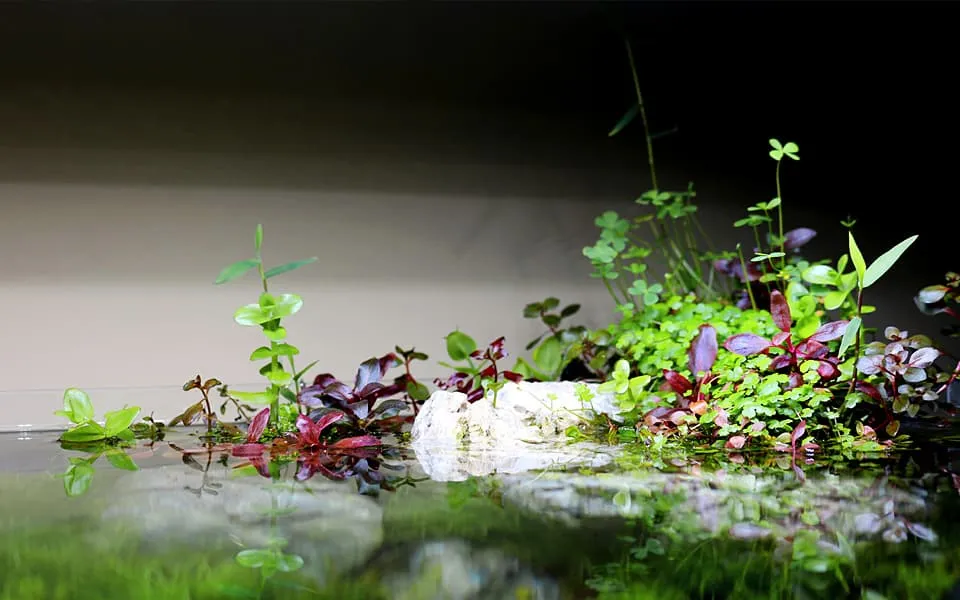 Acquario shallow
