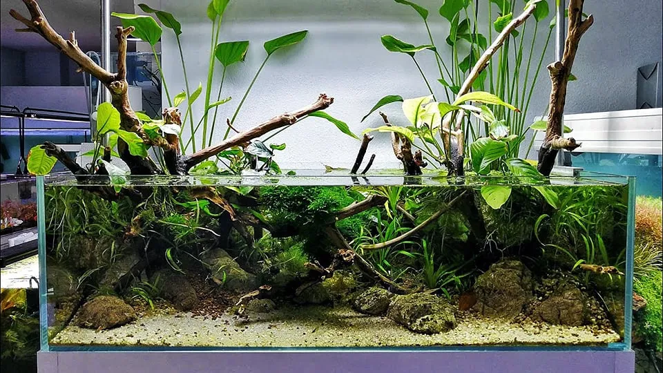 Piante acquatiche