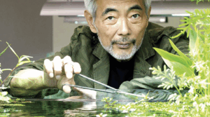 acquario giapponese zen