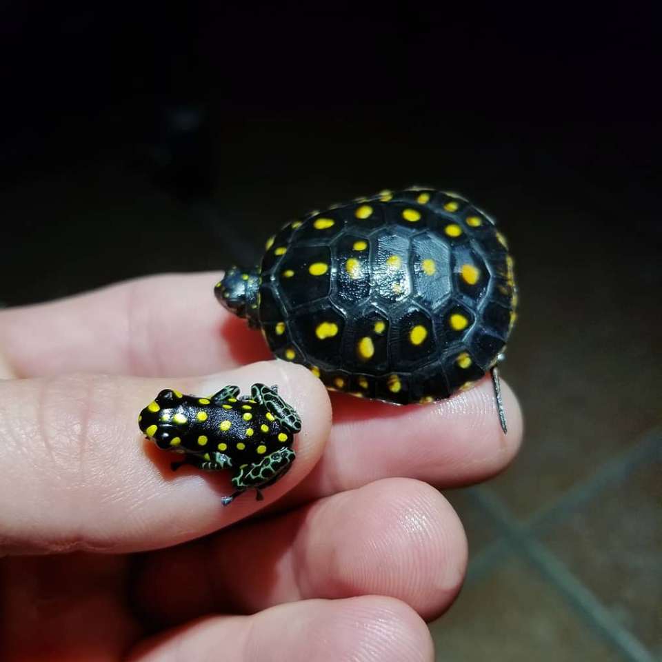 tartatughiera di terra