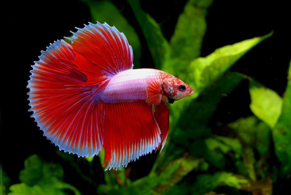 Betta splendens