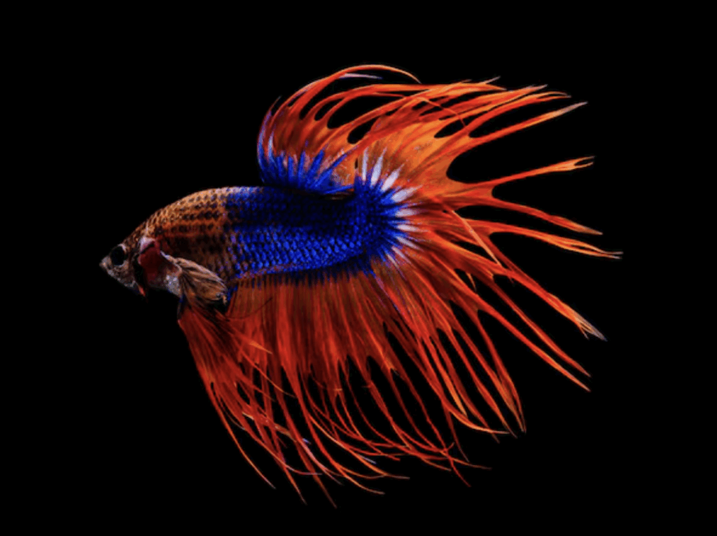 pesce combattente blu