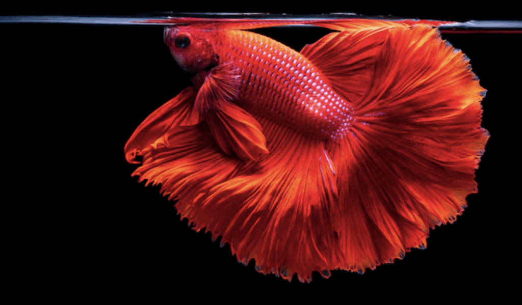 Pesce combattente half moon