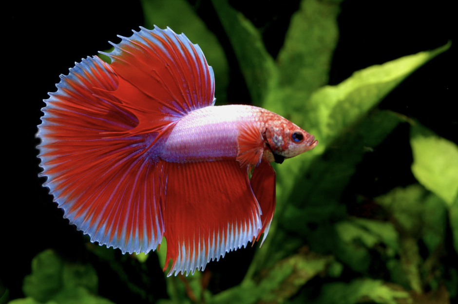 pesce combattente rosso