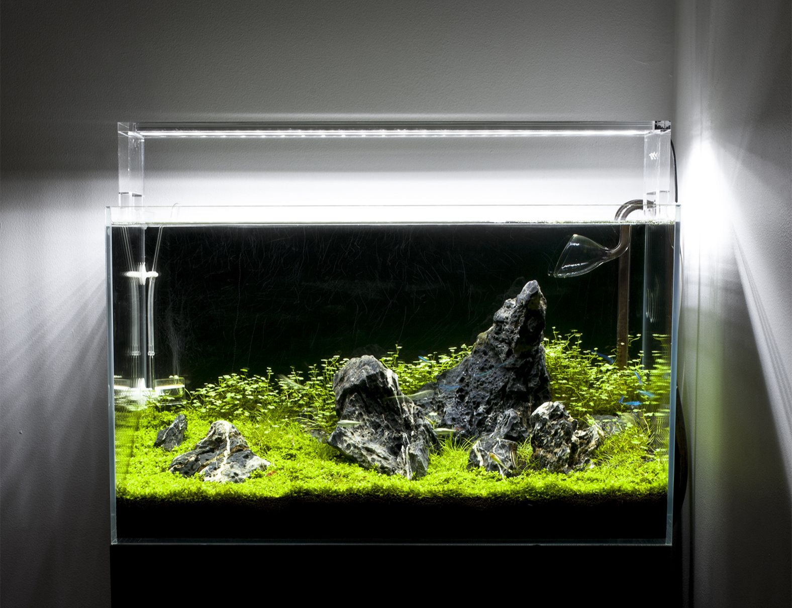 Acquario Iwagumi
