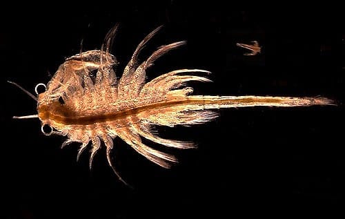Artemia Salina