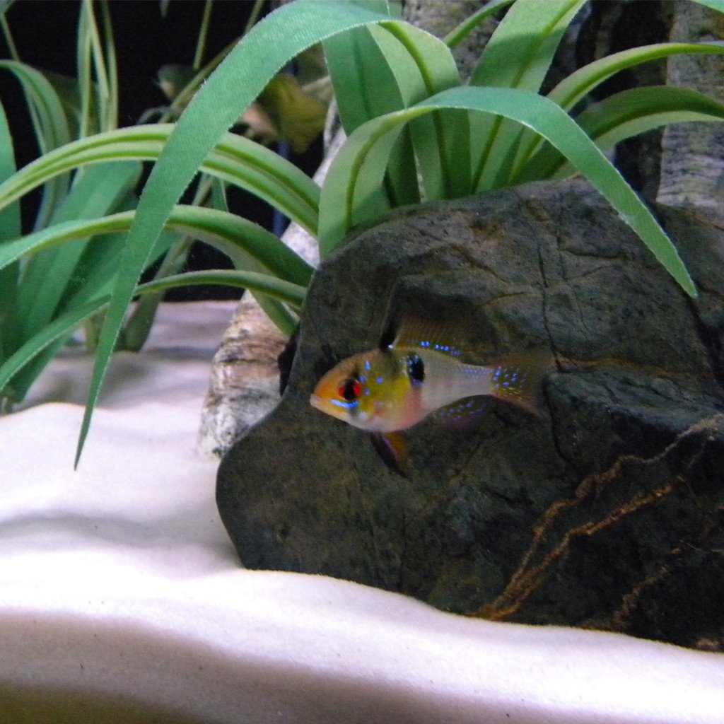 Sabbia, acquario dolce