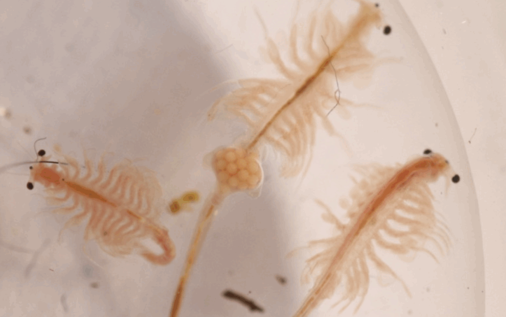 artemia salina caratteristiche
