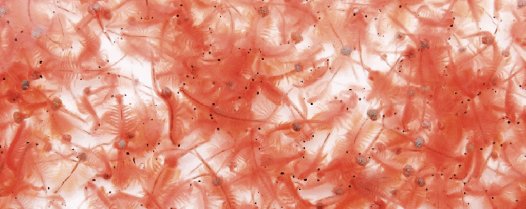 artemia salina uova