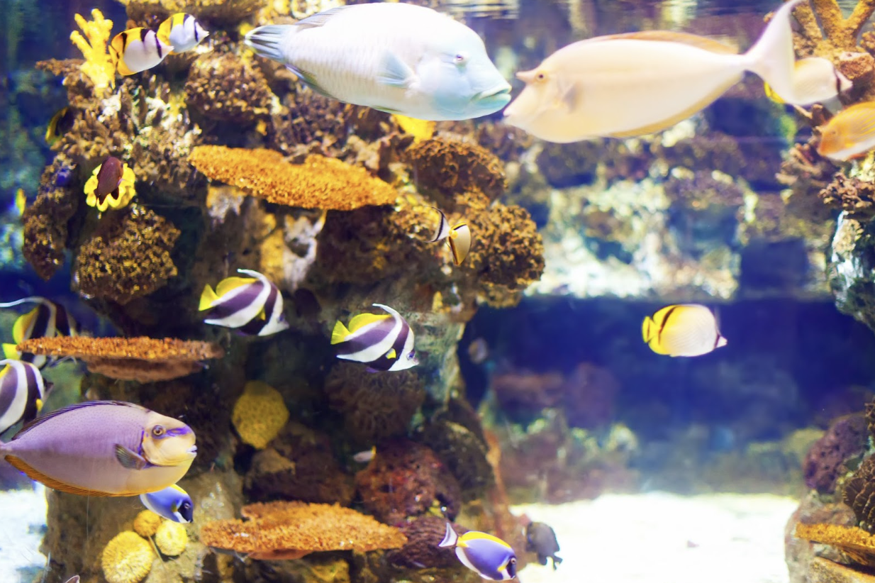 dove posizionare l'acquario