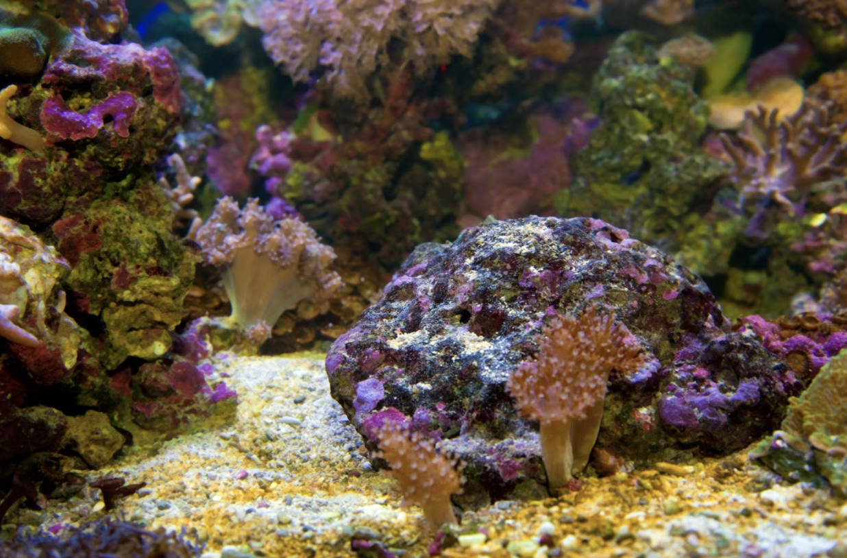 pietre per acquario