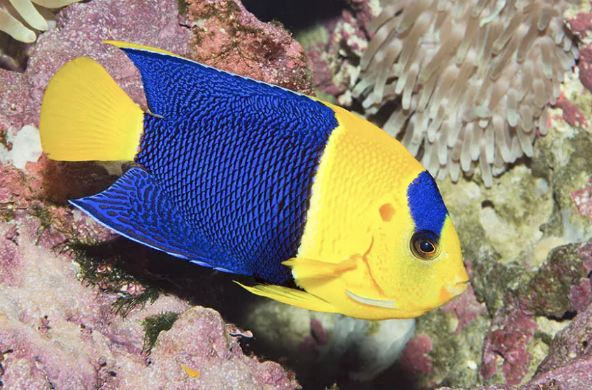Centropyge bicolor