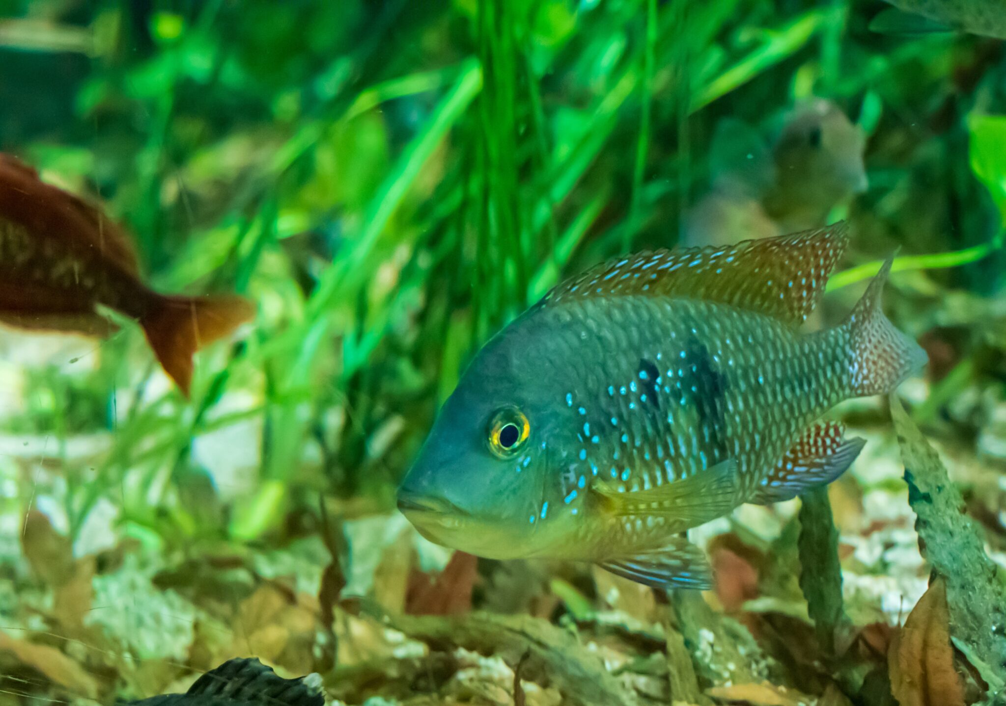 acquario su misura per ristorante