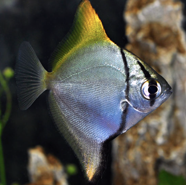 Monodactylus Argenteus