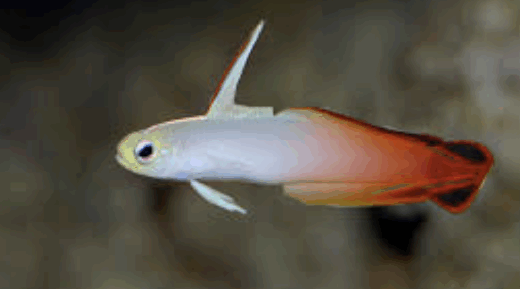 pesce marino Nemateleotris magnifica