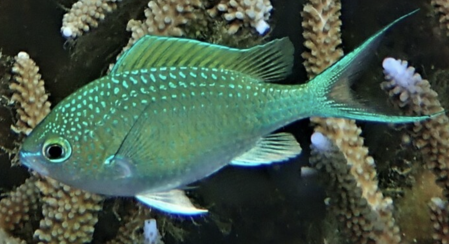 pesce damsel verde
