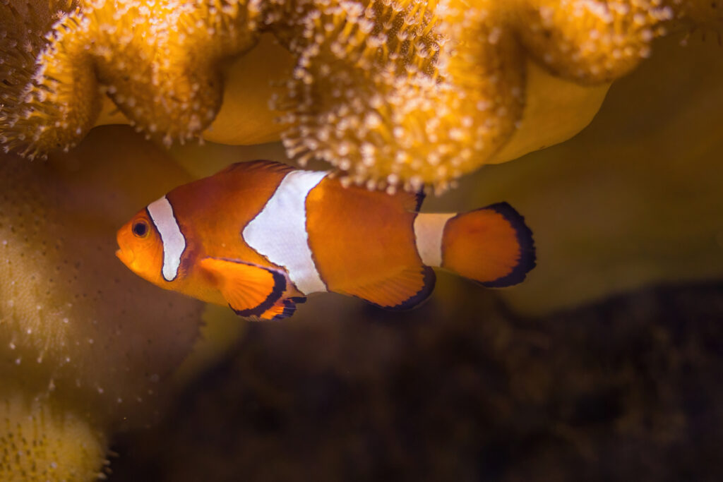 pesce pagliaccio