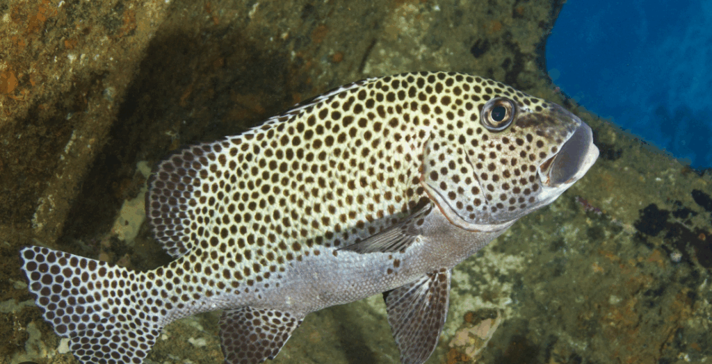 Plectorhynchus Chaetodonoides