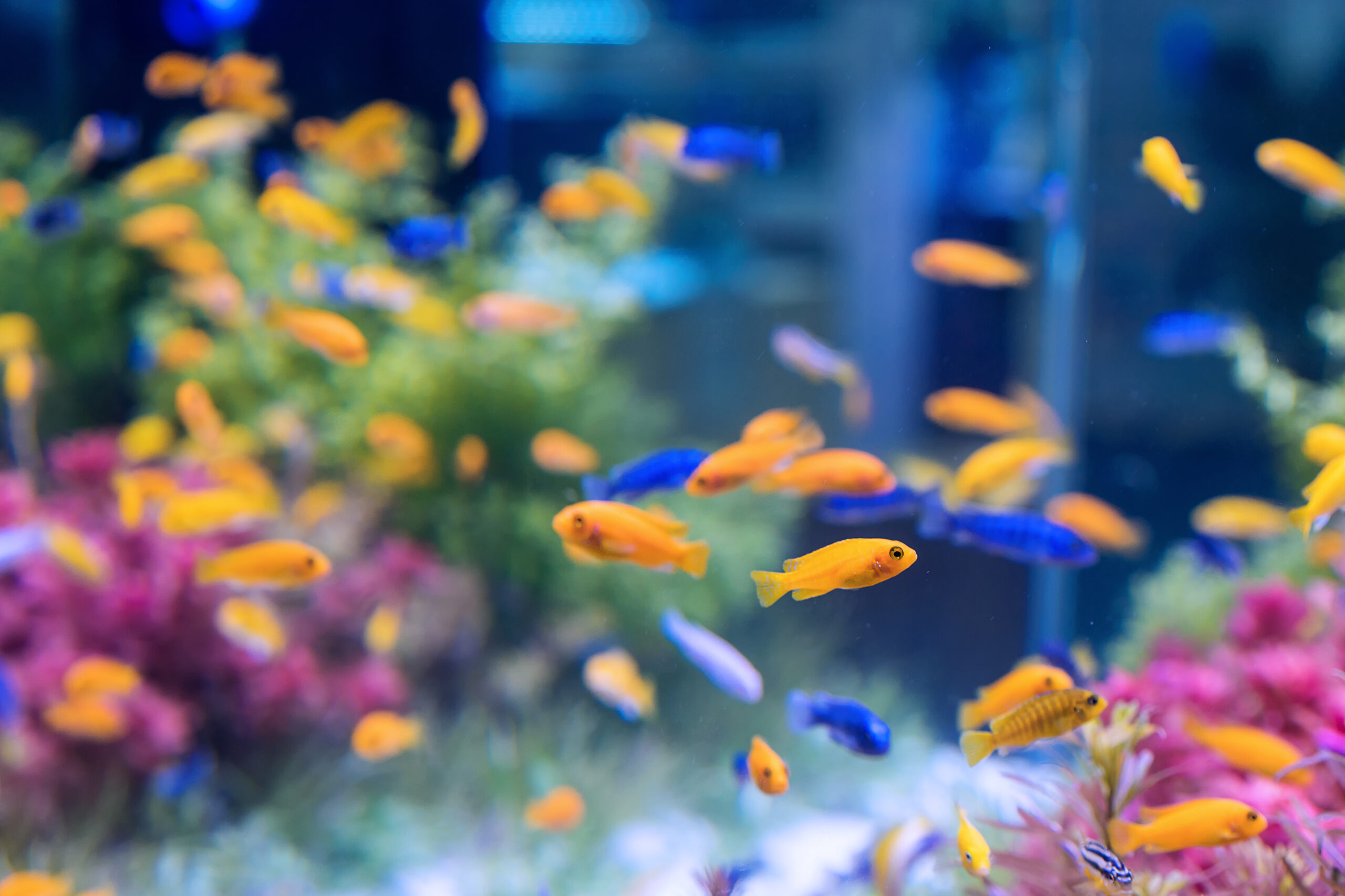 pesci per acquario piccolo