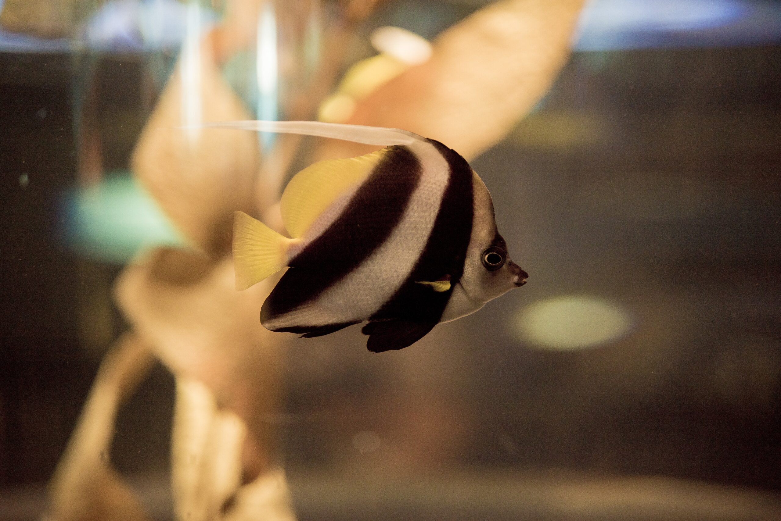 come pulire un acquario con i pesci dentro