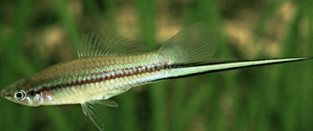 pesce d'aqua dolce swordtail