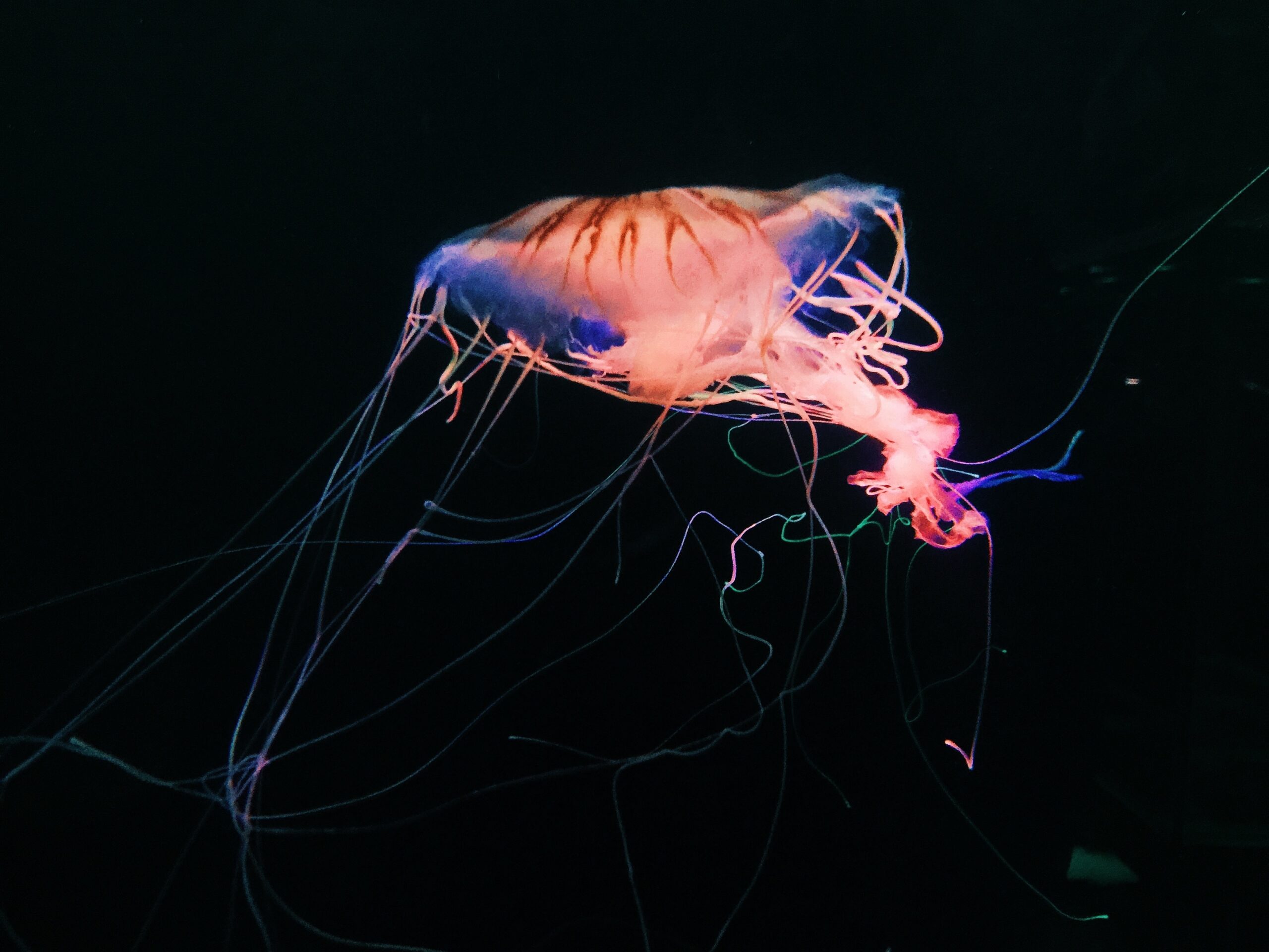 dove allestire un acquario con meduse