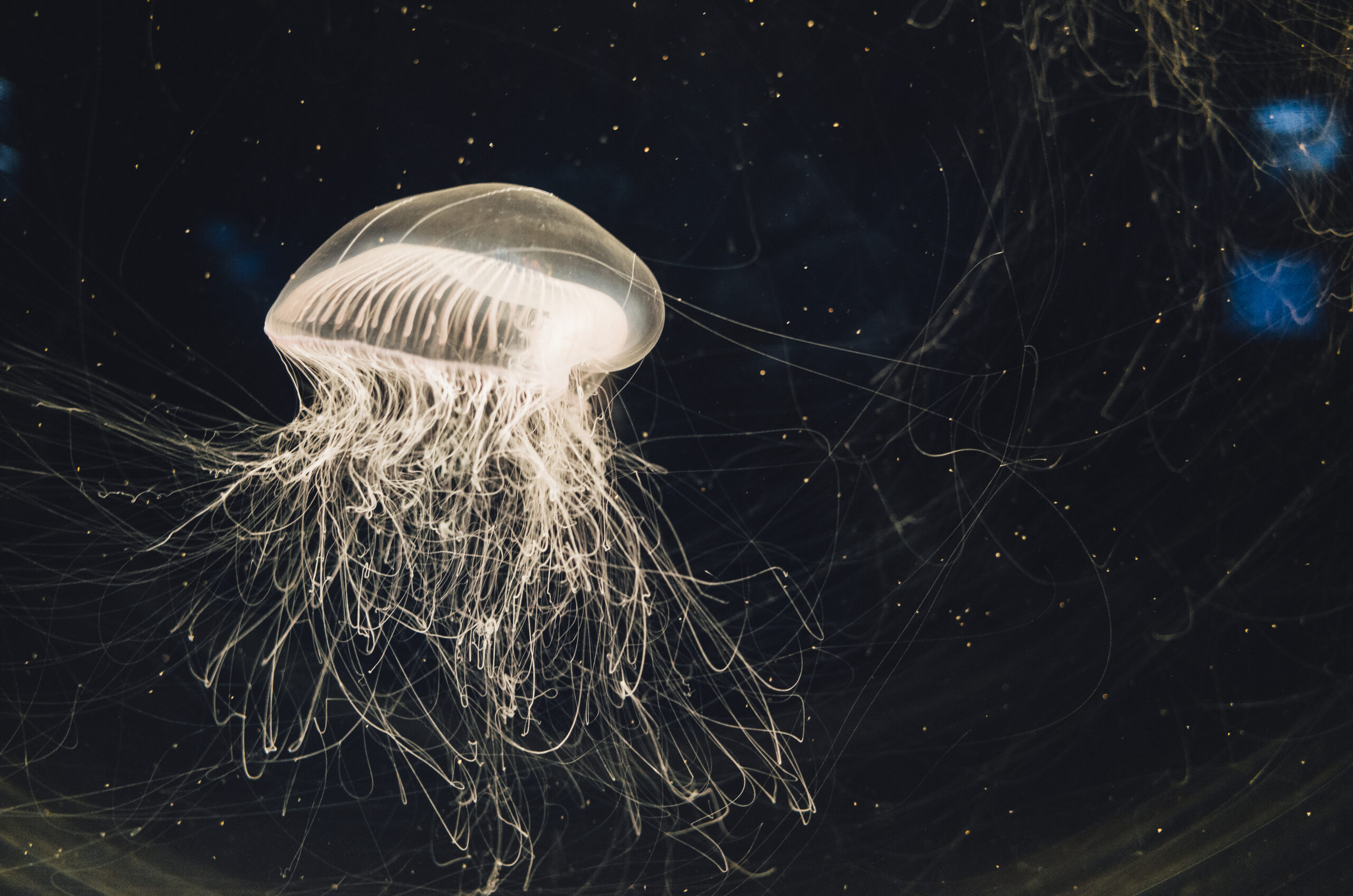 meduse da mettere in acquario