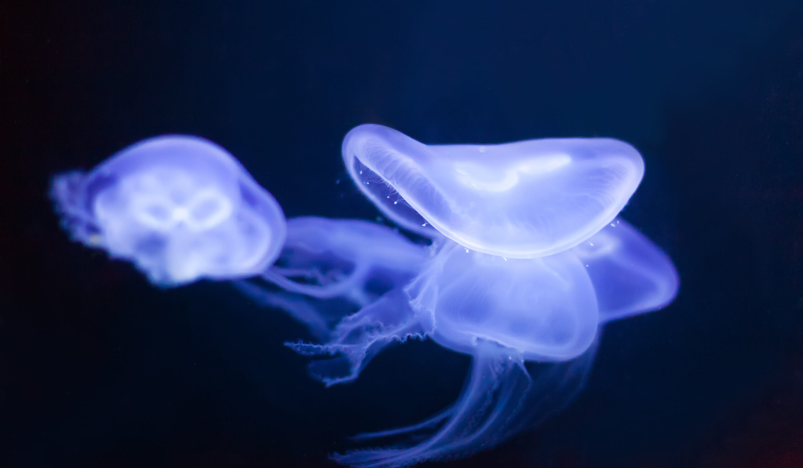 come prendersi cura di un acquario per meduse