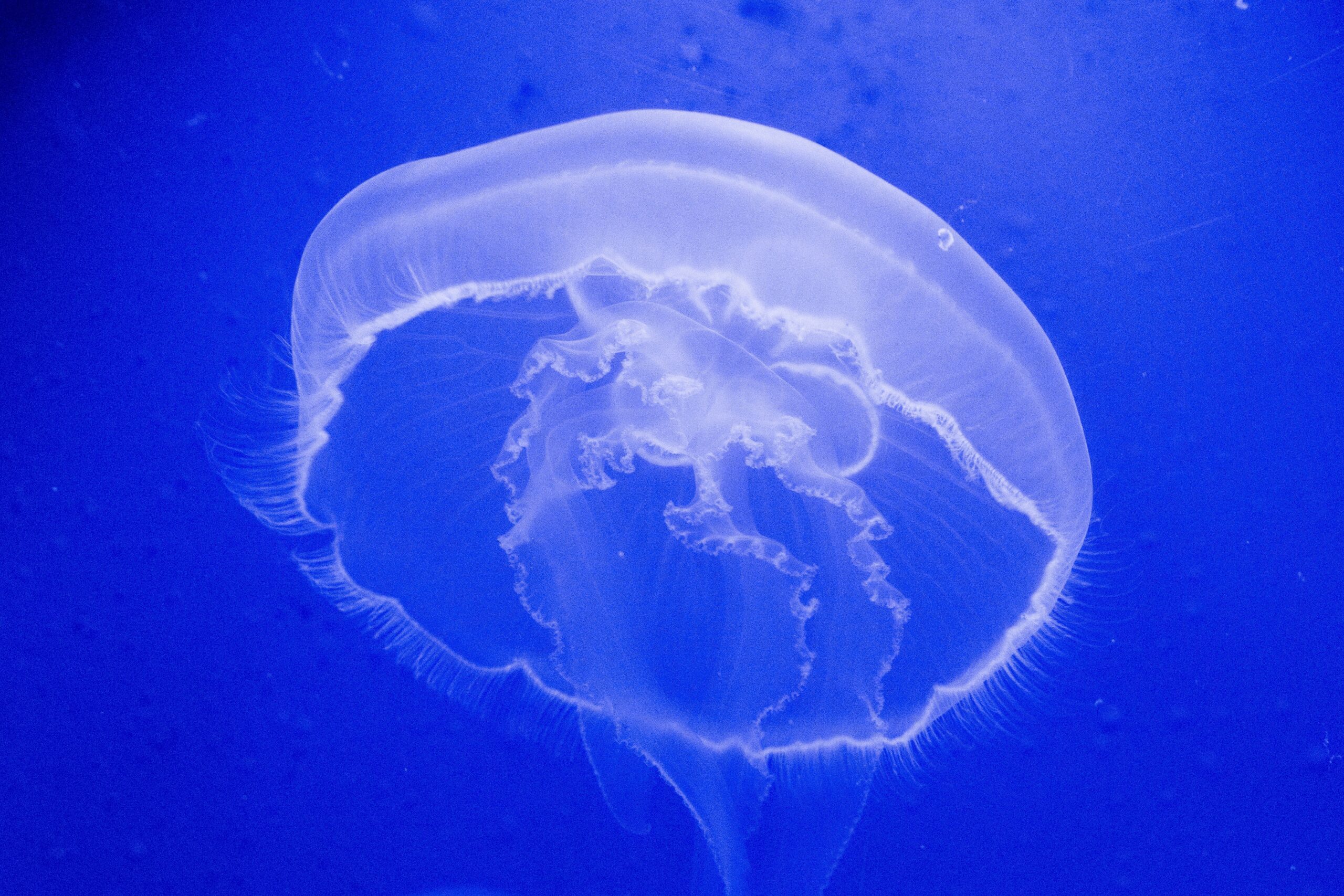 errori più comuni nell’allestimento di un acquario per meduse