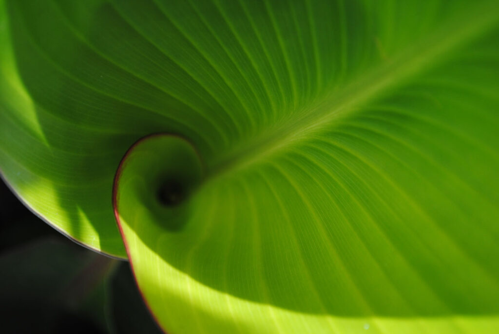 biophilic design