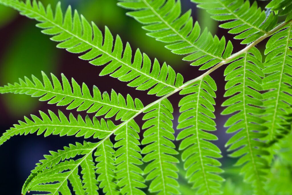 biophilic design