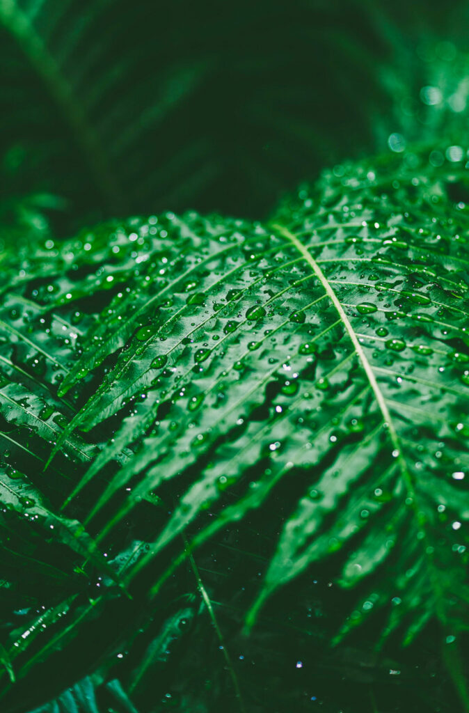 biophilic design
