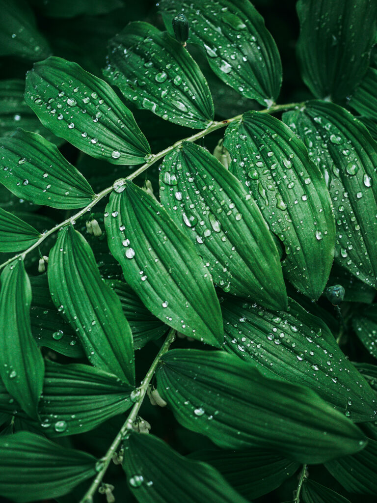 biophilic design
