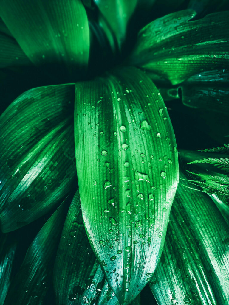 biophilic design