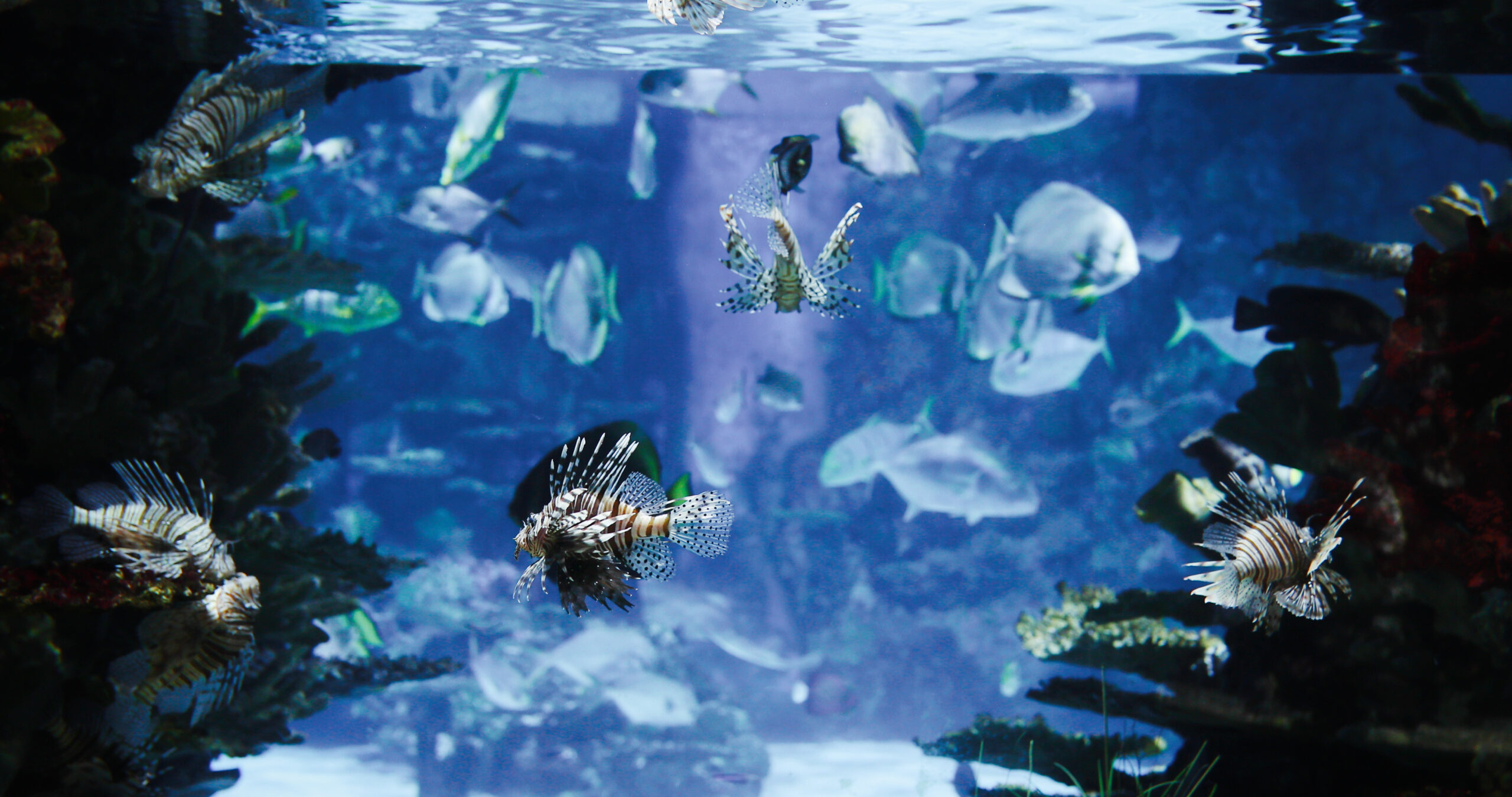 Allestimento acquario marino
