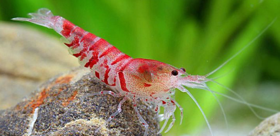 gamberi d'acquario dolce