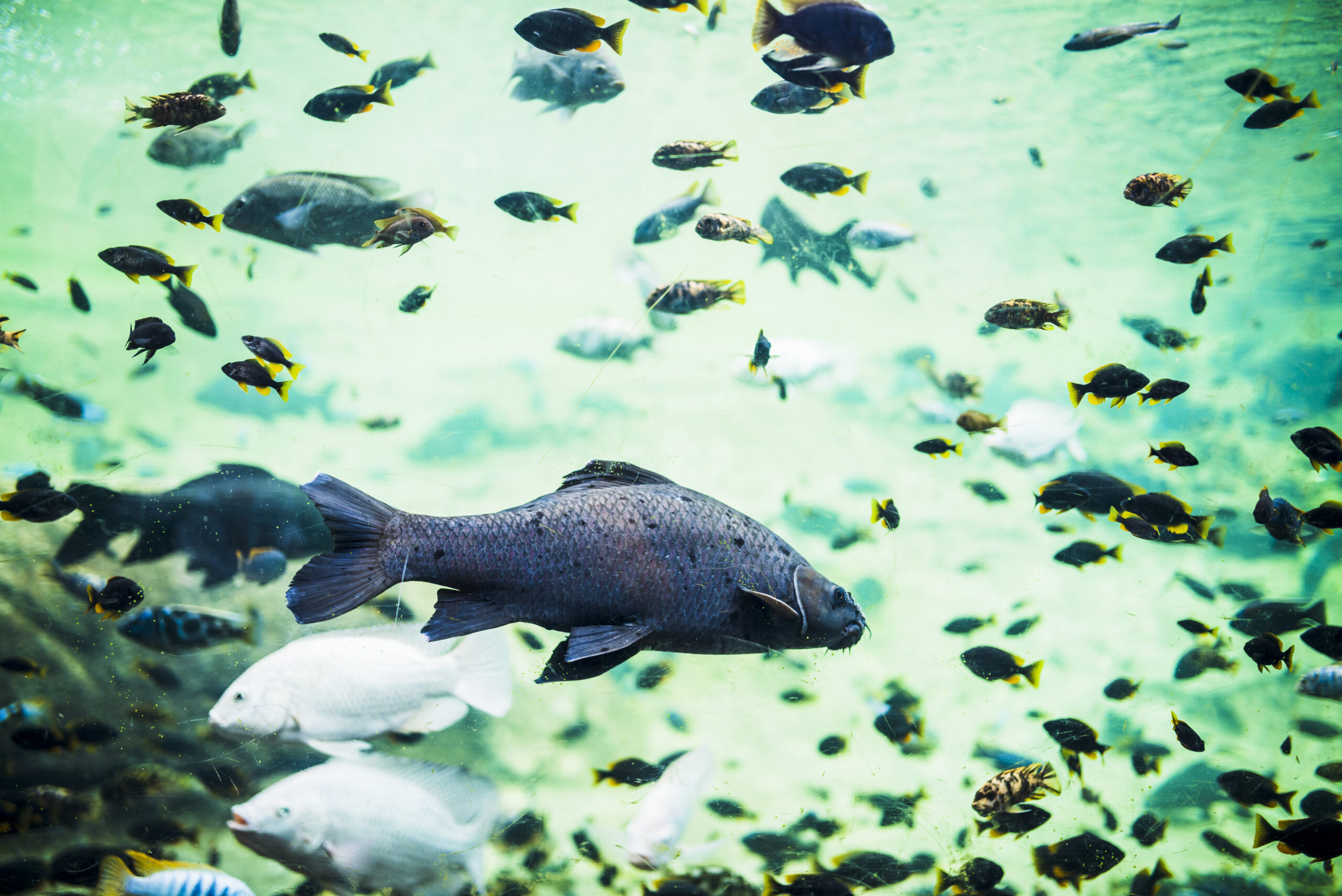 Salinità acquario marino
