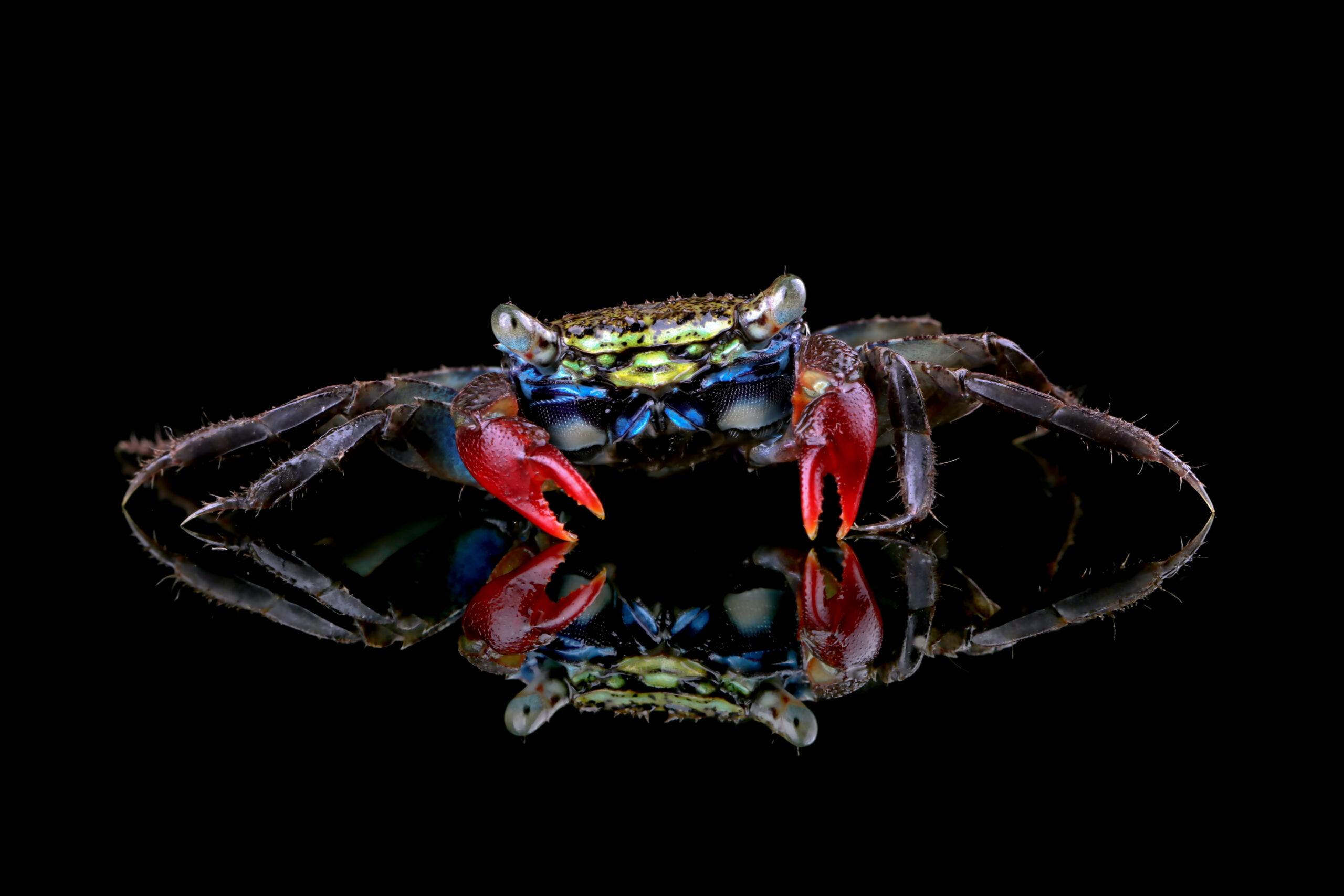 granchio vampiro