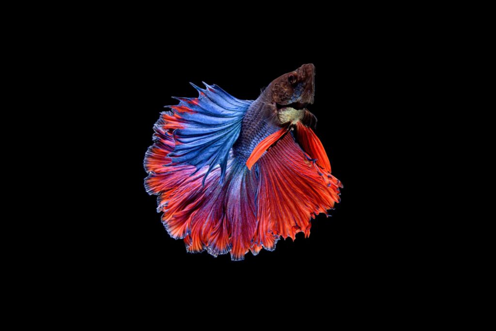 allestimento acquario per pesce combattente