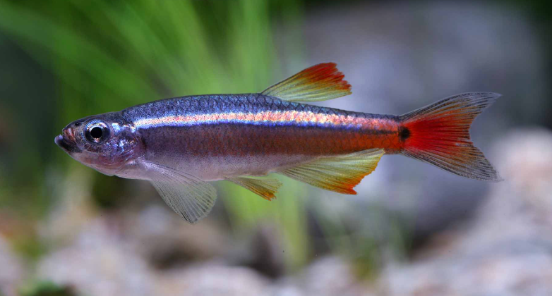 piccolo pesce d'acqua dolce