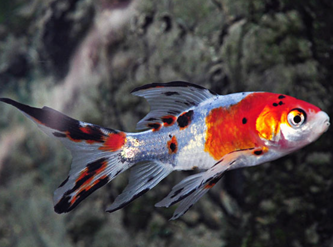 pesciolino d'acquario dolce