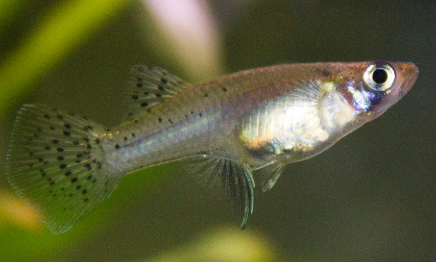 pesce d'acqua dolce per acquario
