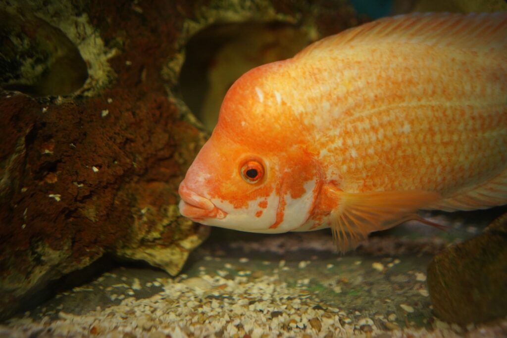 pesce acqua fredda
