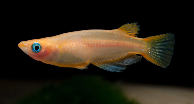 pesce d'acqua dolce per l'acquario